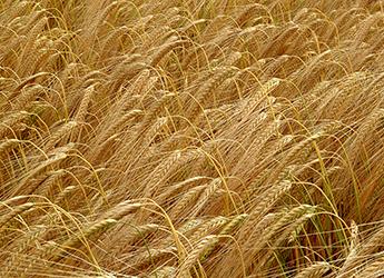 BBSRC awards £1 million funding for research into new barley