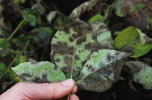 New project to peel away the secrets of potato blight