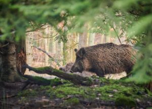 National park wild boar contain five times more toxic PFAS than humans allowed to eat
