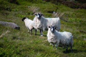 Hutton seeks farmer views on return of bluetongue risk