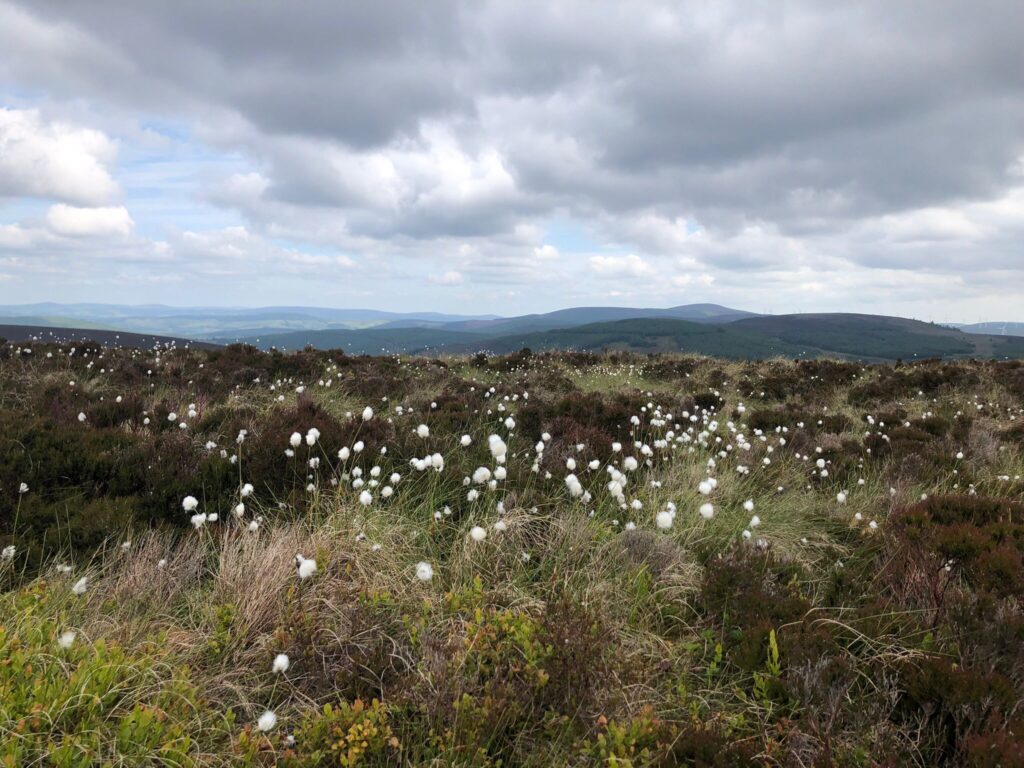 Cotton grass on the peatland at the Hutton's Glensaugh research farm in early June. Image by Catherine Smart