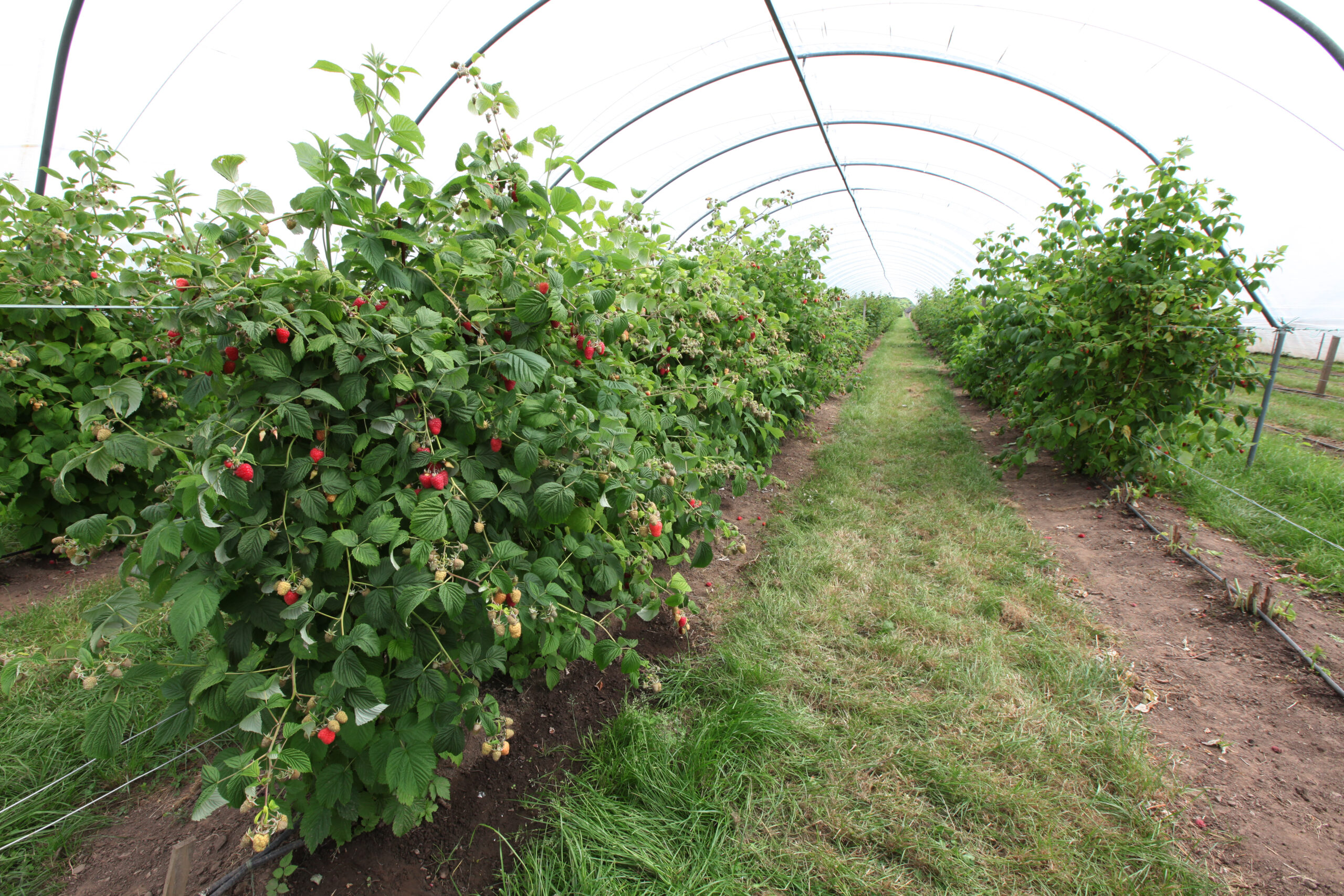 Rubus (raspberries, blackberries and hybrid berries such as `Tayberry’) soft fruit