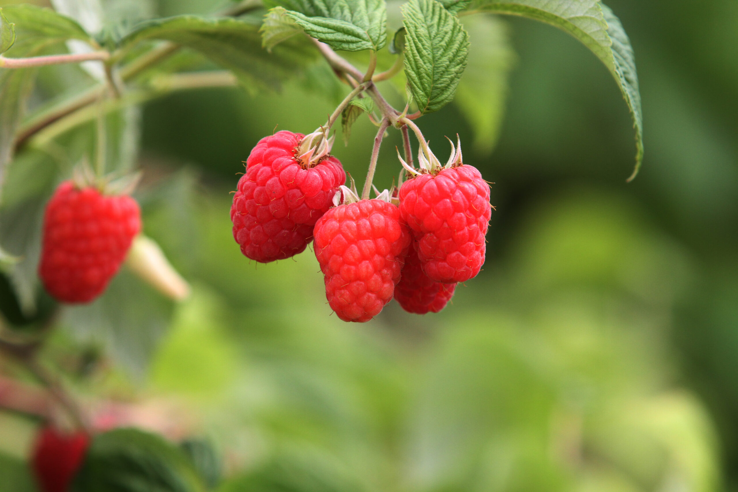 Glen Dee Raspberries