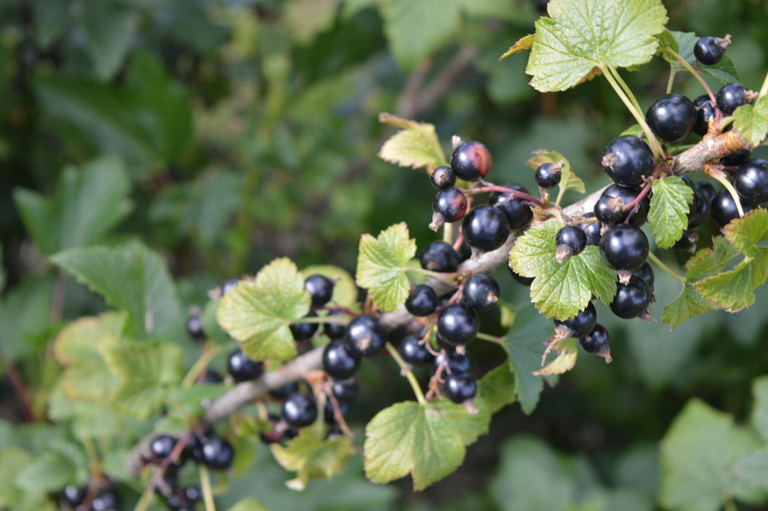 Ribes (currants and gooseberries) soft fruit