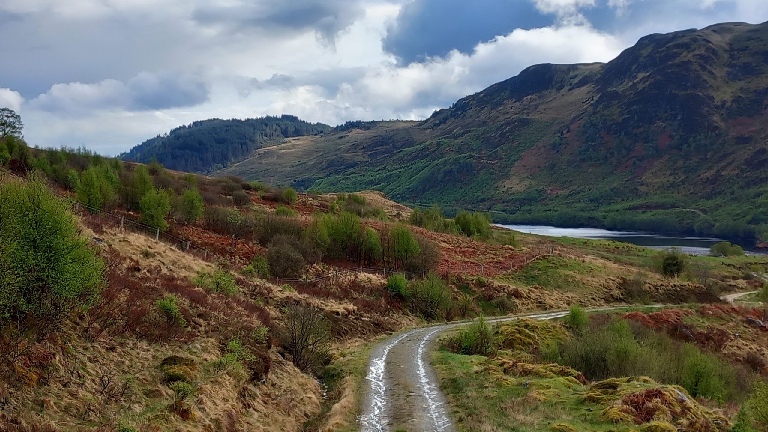 Glen Finglas grazing