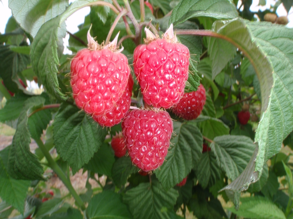 The Hutton is renowned for breeding a versatile range of raspberry varieties including Glen Ample