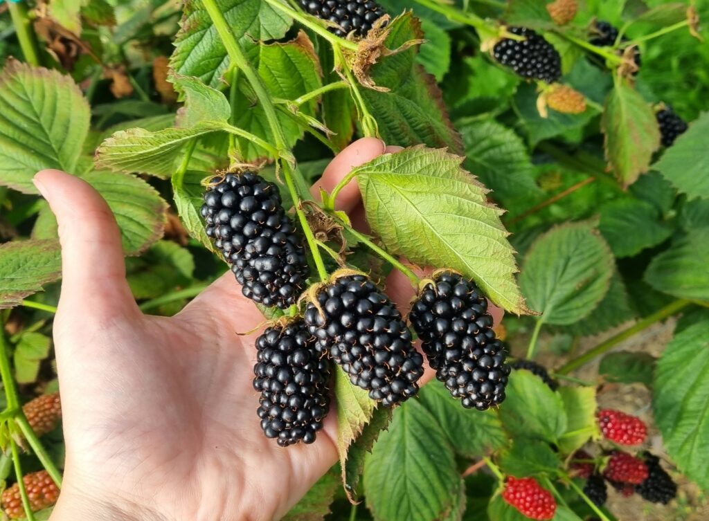 blackberries