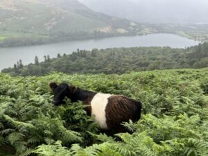 Cattle replace chemicals in trials to control bracken and restore habitats