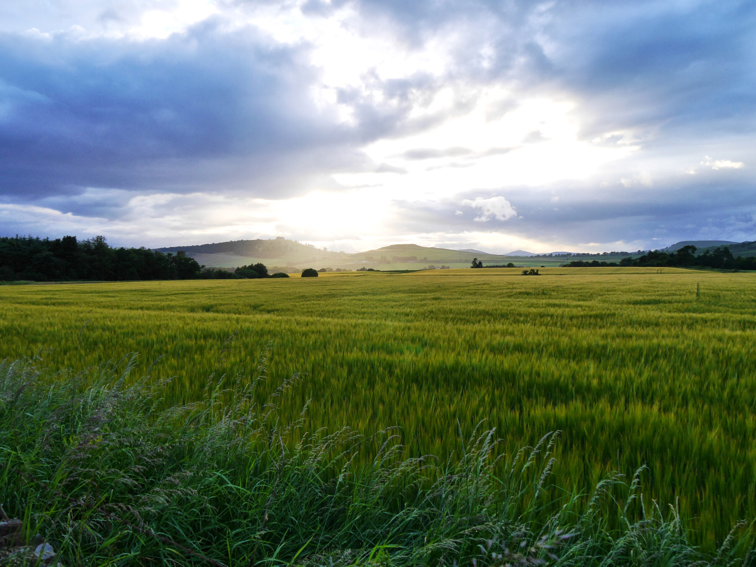 Barley fields 