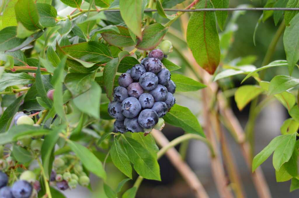  Blueberry Breeding