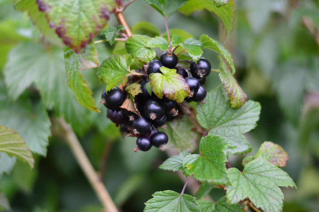 Blackcurrant breeding