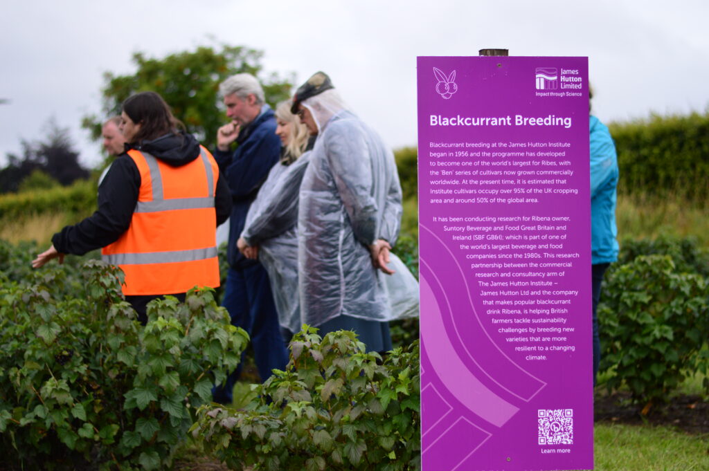 Blackcurrant breeding