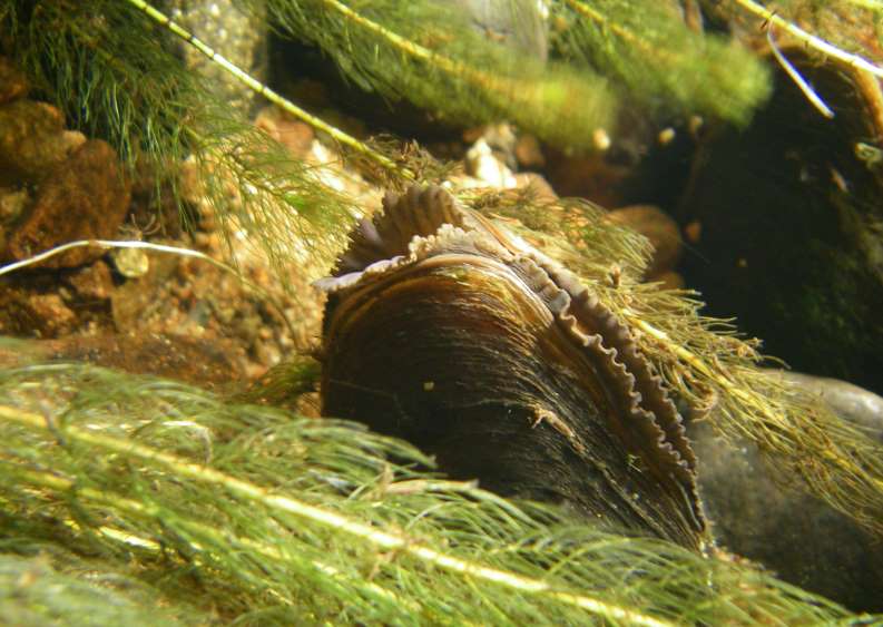 Freshwater pearl mussel (Photo: Dr Susan Cooksley)