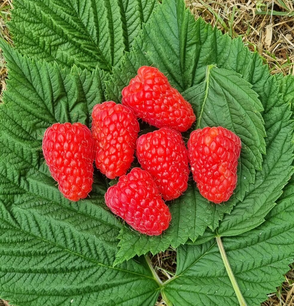 Raspberry Licensing