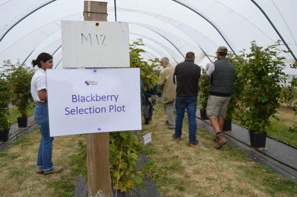 Blackberry Breeding