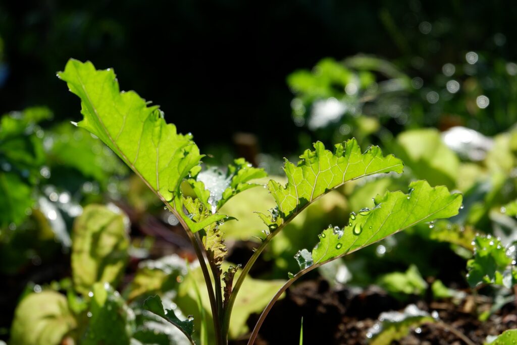 kale