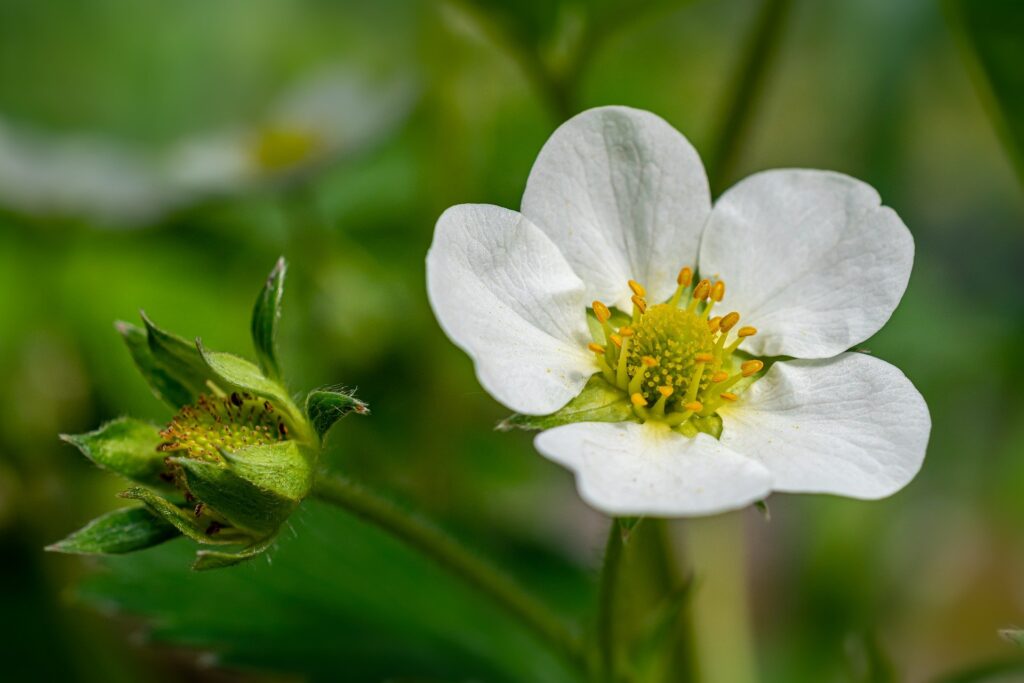 Strawberry blossom