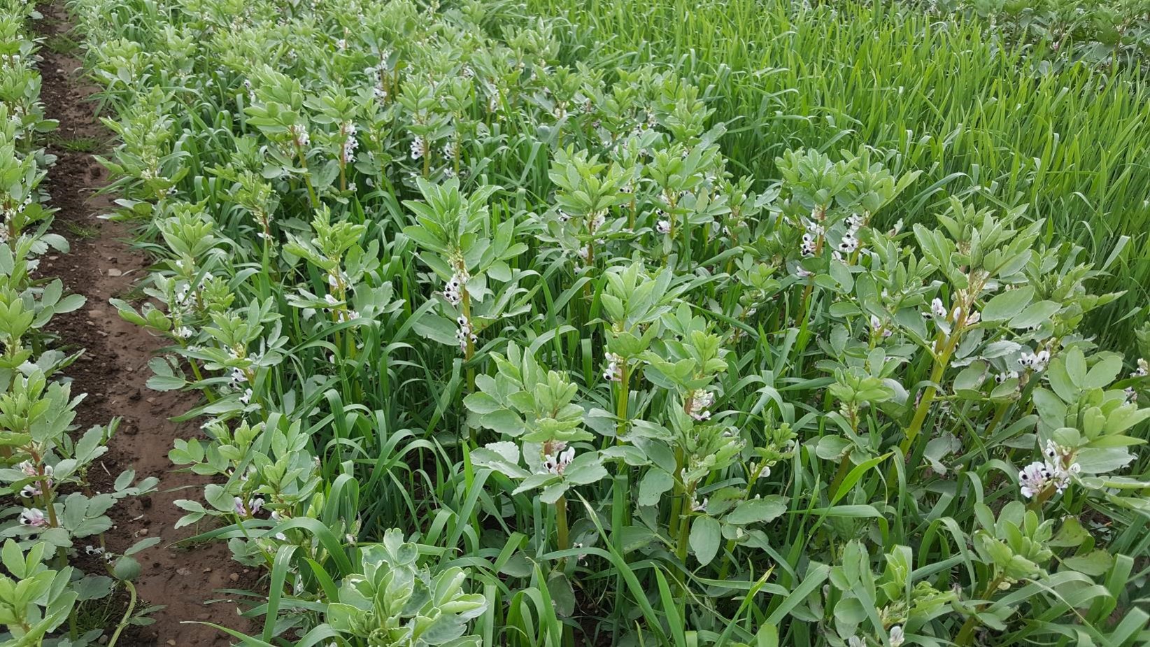 Wheat bean crop (credit to Adrian Newton)