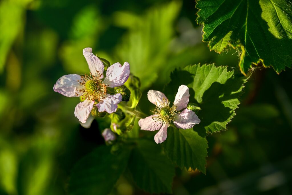 Blackberry Blossom