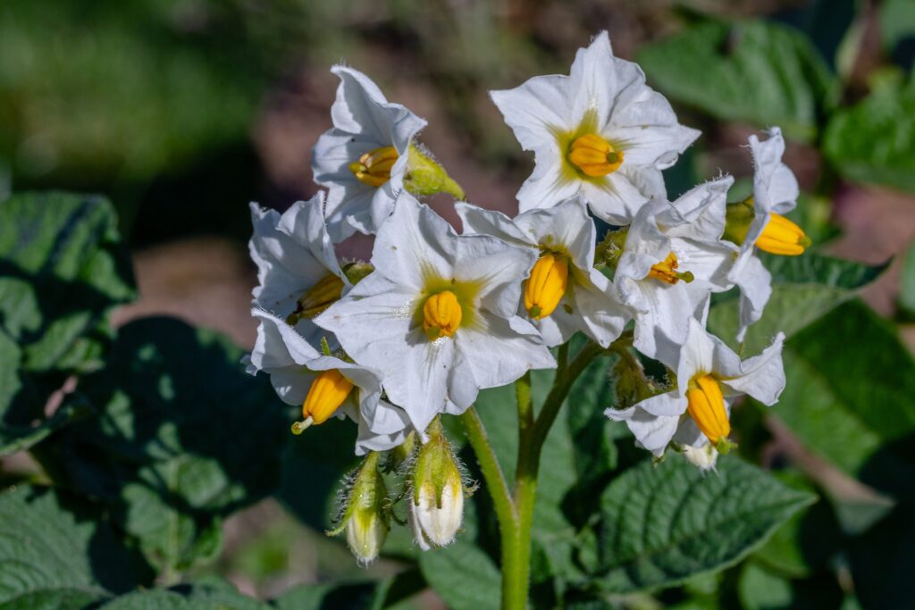 Potato Flower