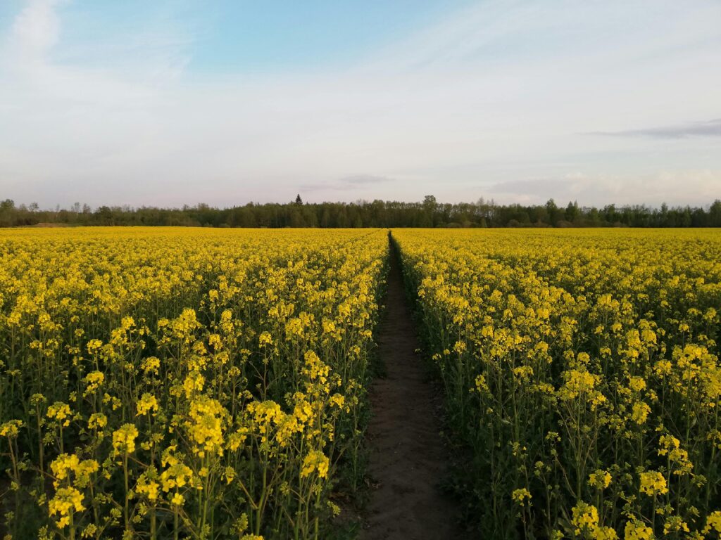 oil seed rape