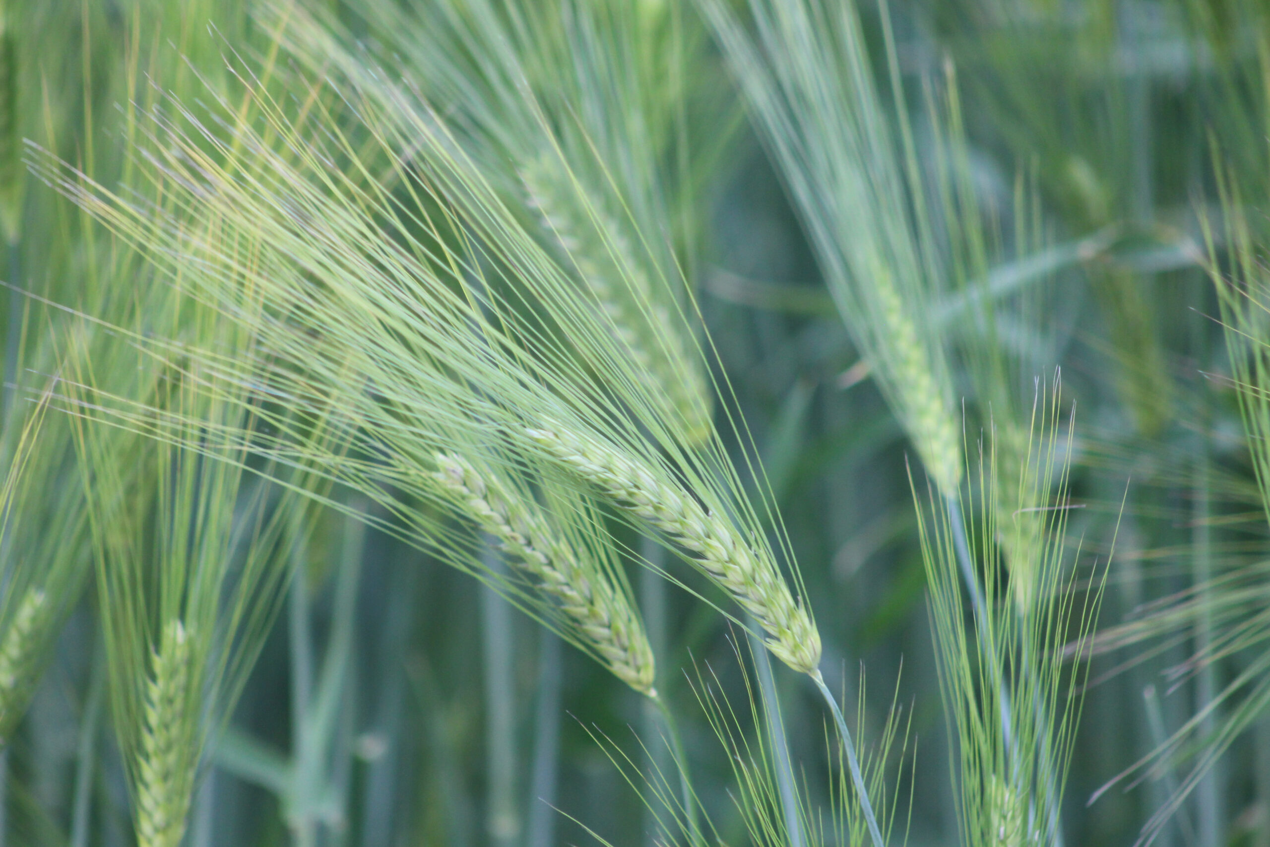 barley plant (close up)