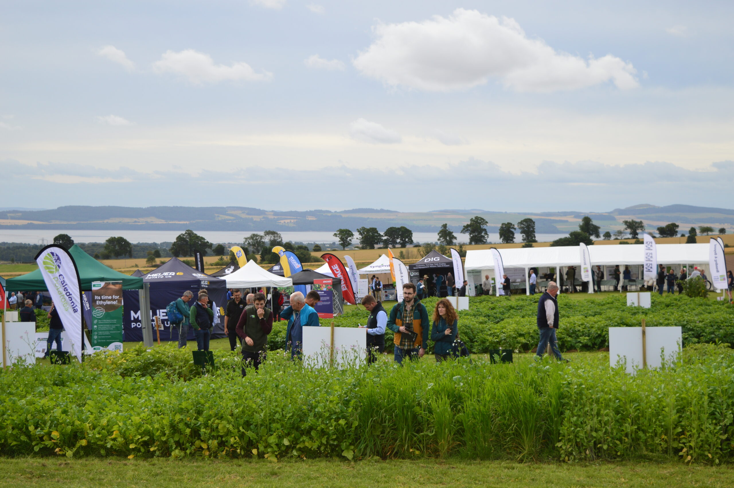 Potatoes in Practice event, field view 2024