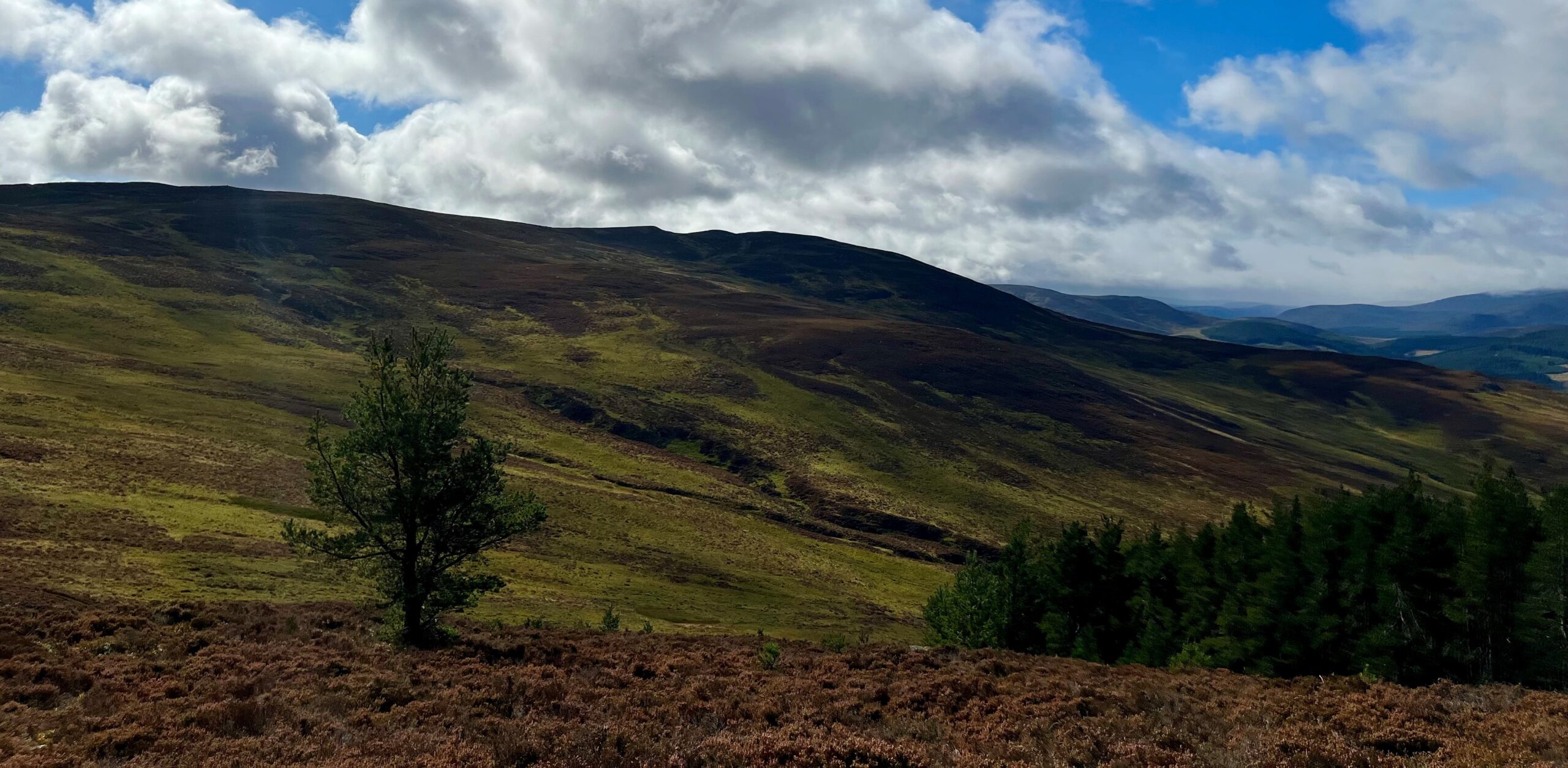 showing Natural Tree Colonisation, Pannanich Hill, Ballater, Aberdeenshire