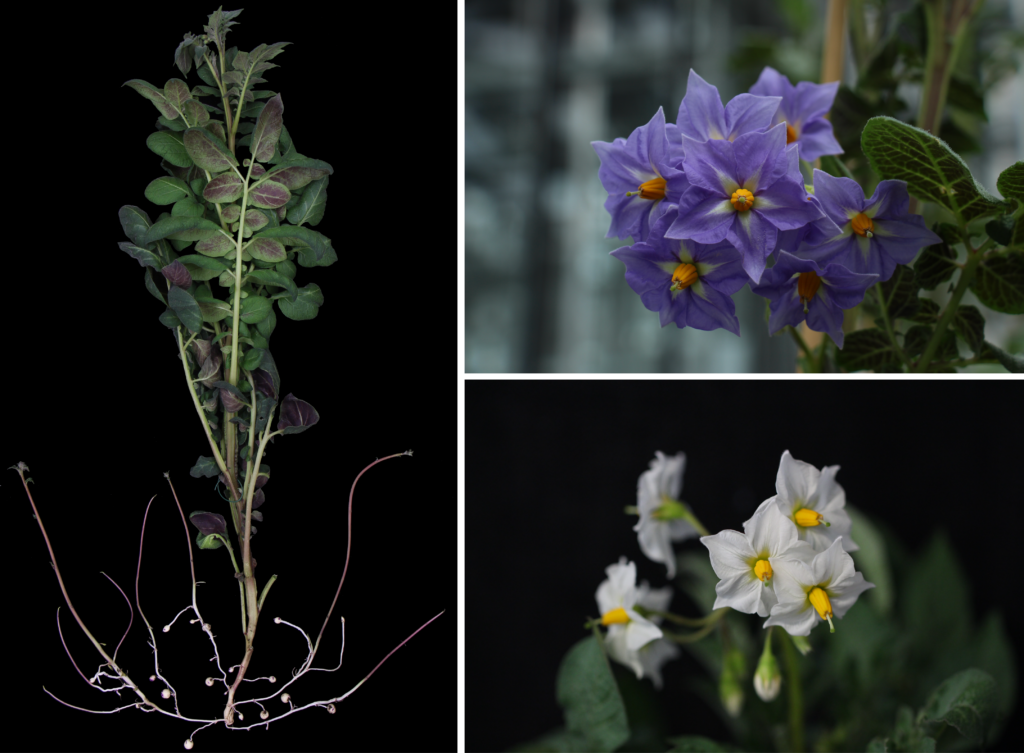 Key developmental transitions include flowering and tuberization. Illustrated here Solanum tuberosum ssp. andigena and cv. Saturna displaying developing tubers and flower diversity.