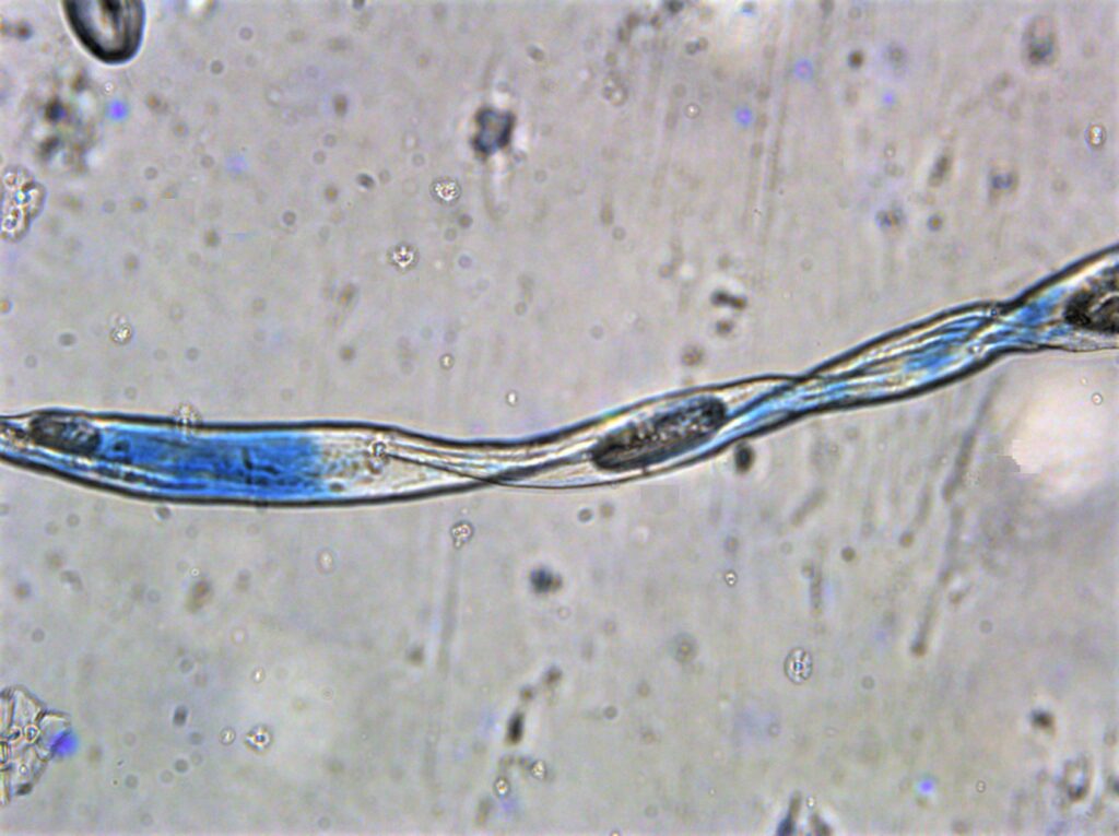 Microplastics, Fibre dye loss