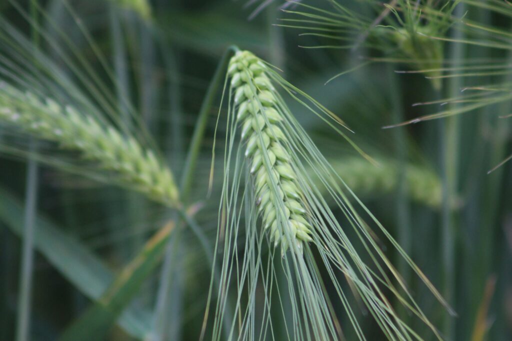 Barley crop, Hutton researchers aiming to combat cereal disease